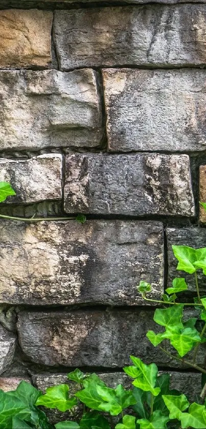 Rustic stone wall with green leaves and textured design.