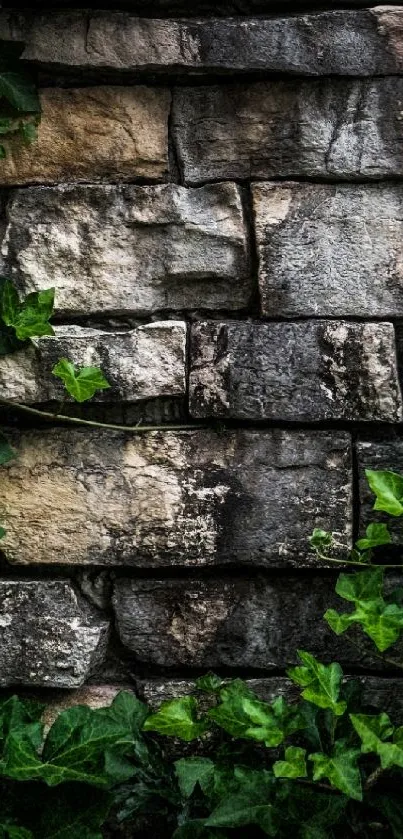 Rustic stone wall covered with green ivy leaves.