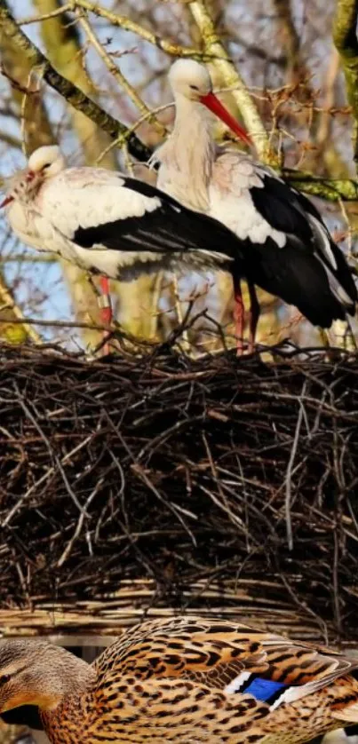 Storks nesting with a duck in the foreground against tree branches.