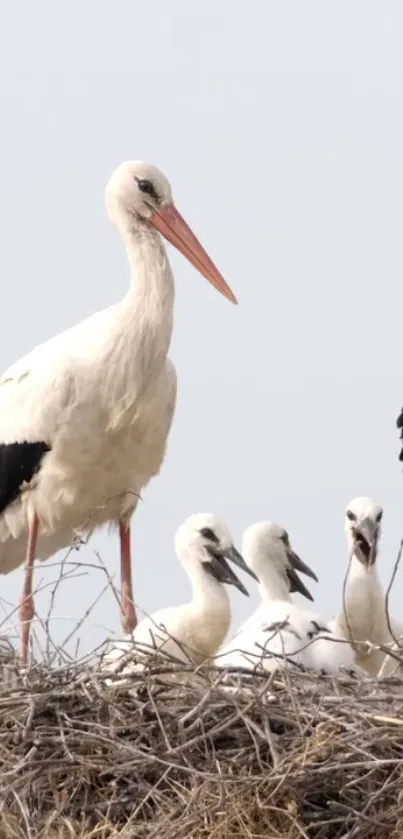 Stork standing protectively in nest.