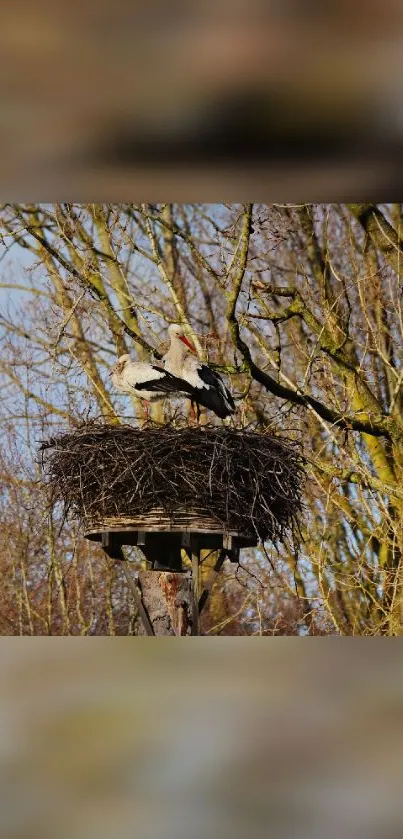 A stork nest high in forest trees under a clear sky.