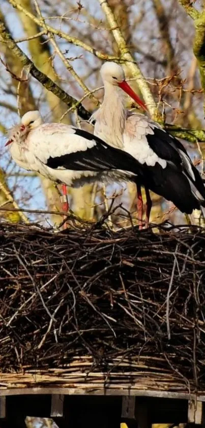 Two storks standing in a natural nest, surrounded by tree branches.