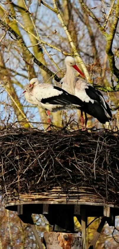 Two storks perched on a nest amidst bare trees.