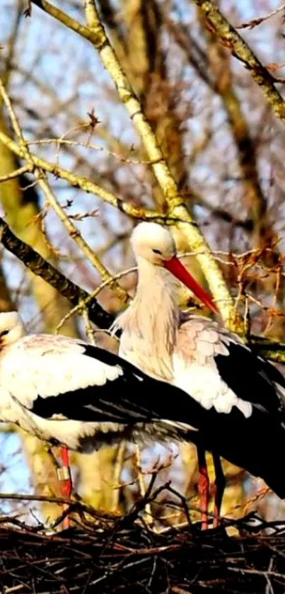 Storks resting on branches in vibrant nature.