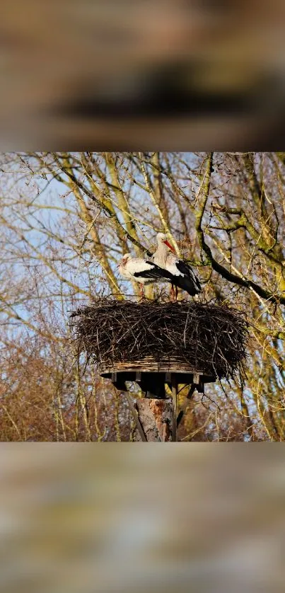 Two storks nestled in a high forest nest.