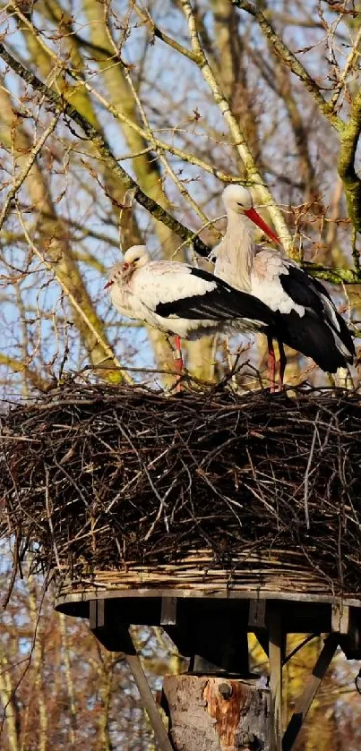 Storks Nesting on Tree - free download