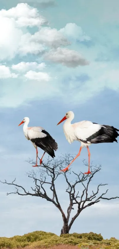 Two storks perched on a tree with a blue sky background.