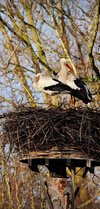 Two storks perched in a nest surrounded by forest branches.