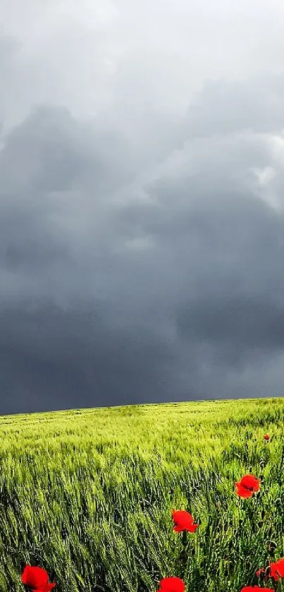 Vibrant red poppies under a dramatic stormy sky with a lone tree.