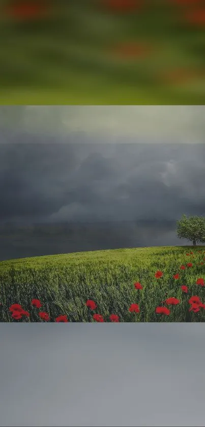 A vibrant field of red poppies under a dramatic stormy sky with a lone tree.