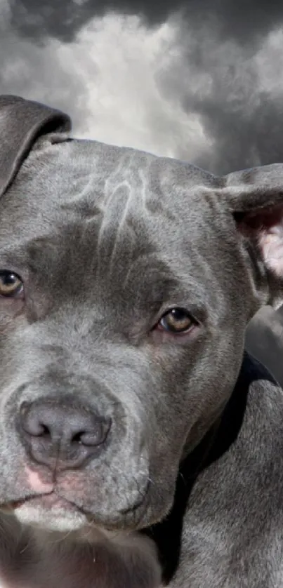 Pitbull dog with stormy sky background wallpaper.