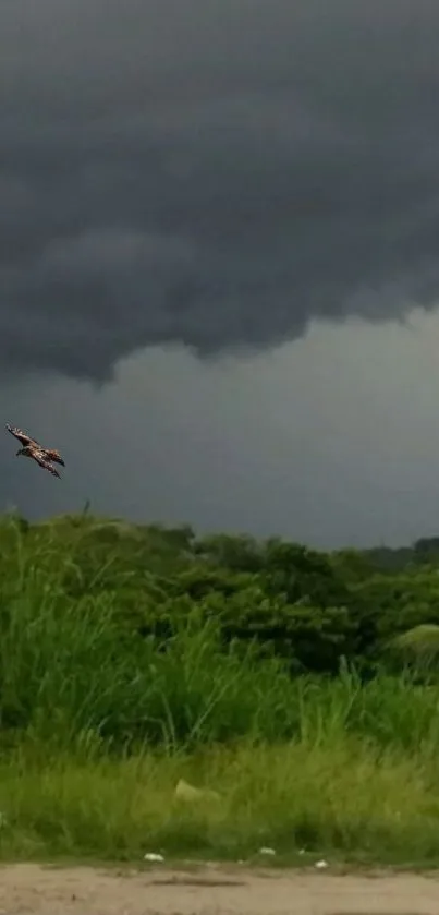 Flying bird against a dark stormy sky and green landscape.