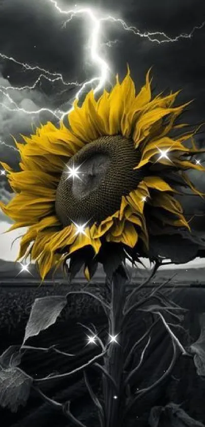 Sunflower in stormy landscape with dramatic lightning.