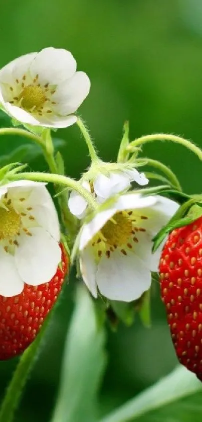 Strawberries with white blooms against a lush green background.