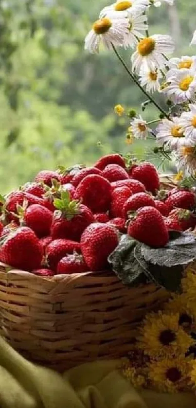 Bountiful strawberries and daisies in a rustic basket.