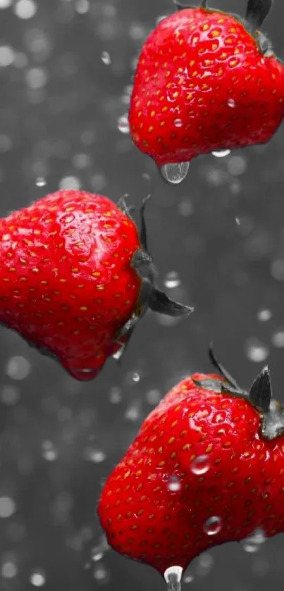 Vibrant red strawberries with water droplets on grey background.