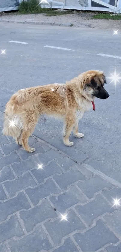 Fluffy dog on a quiet urban street.