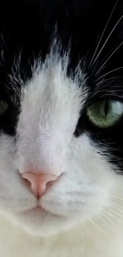 Close-up of a captivating black and white cat with striking green eyes wallpaper.