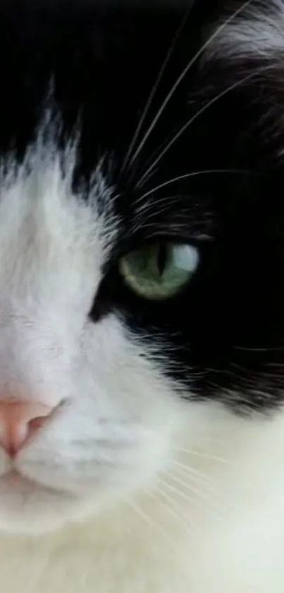 Close-up of a black and white cat with green eyes, ideal for mobile wallpaper.