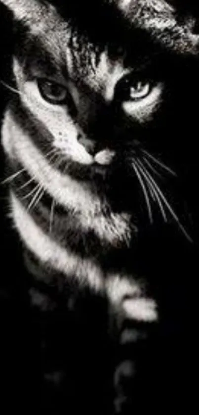 Black and white cat with striking eyes on a dark background.