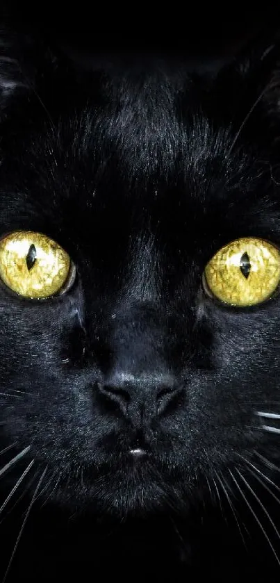 Black cat with yellow eyes on dark background.