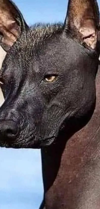 Striking black dog with intense gaze, close-up portrait.