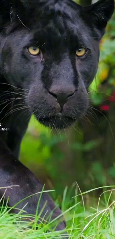 Close-up of a black panther with green foliage in the background.