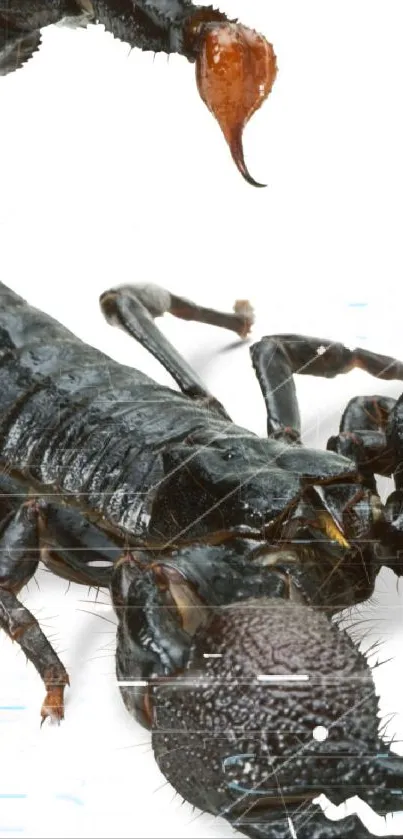 Black scorpion with raised tail on a white background, showcasing intricate detail.