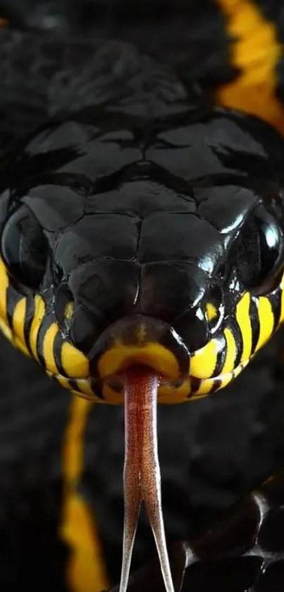 Close-up of a black snake with vivid yellow patterns and forked tongue.