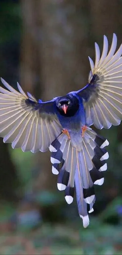 A blue bird in flight set against a forest background.