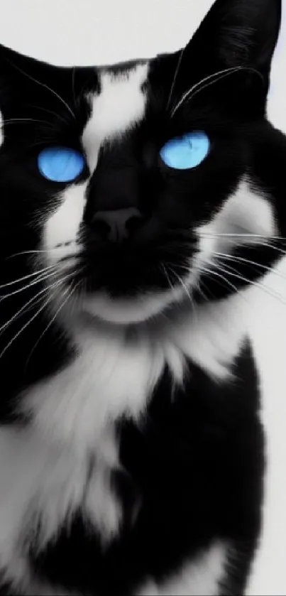 Black and white cat with striking blue eyes on phone wallpaper.