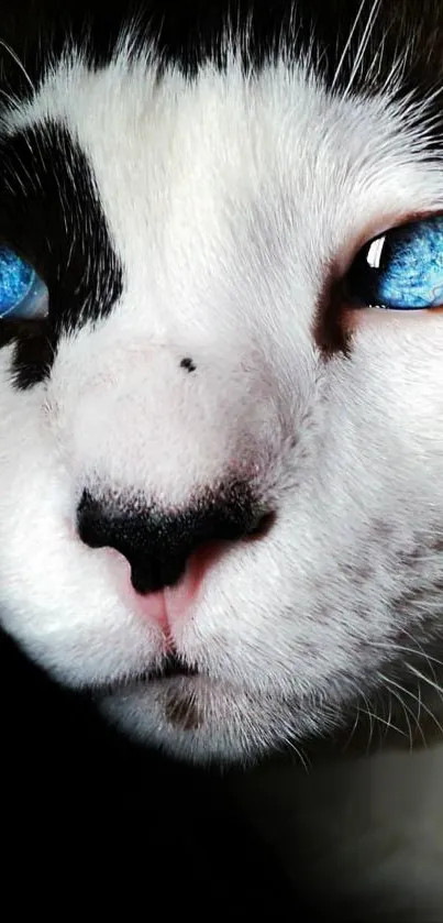 Close-up of a cat with striking blue eyes.