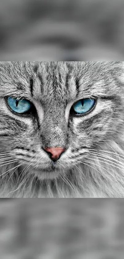 Close-up of a cat with striking blue eyes, gray fur, and a pink nose.