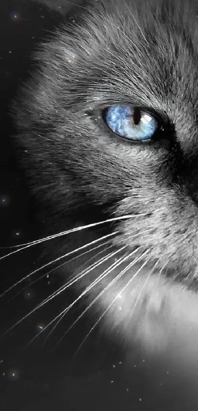 Close-up of cat with striking blue eyes on mobile wallpaper.