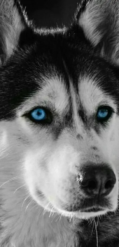 Siberian Husky with blue eyes in a grayscale portrait.