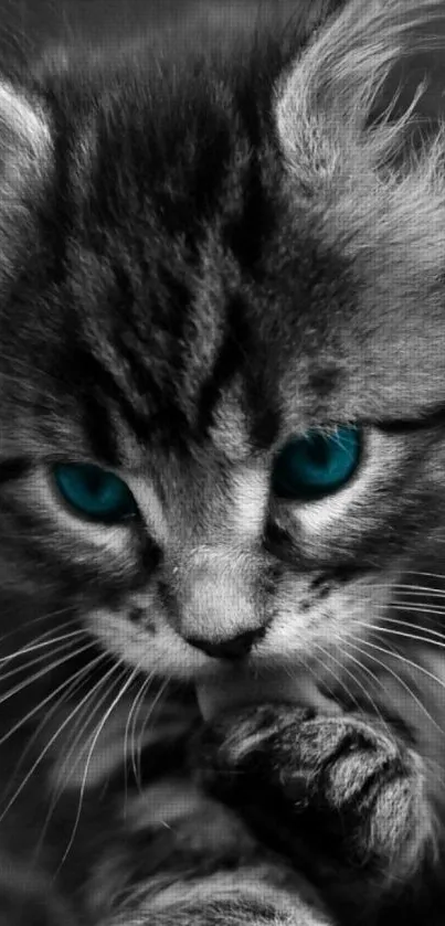 Cute kitten with striking teal blue eyes in monochrome background.