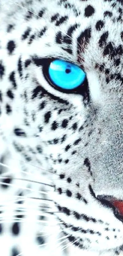 Blue-eyed leopard closeup wallpaper with striking colors.