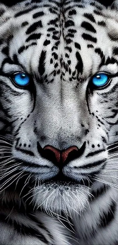 White tiger with piercing blue eyes, showcasing majestic beauty.