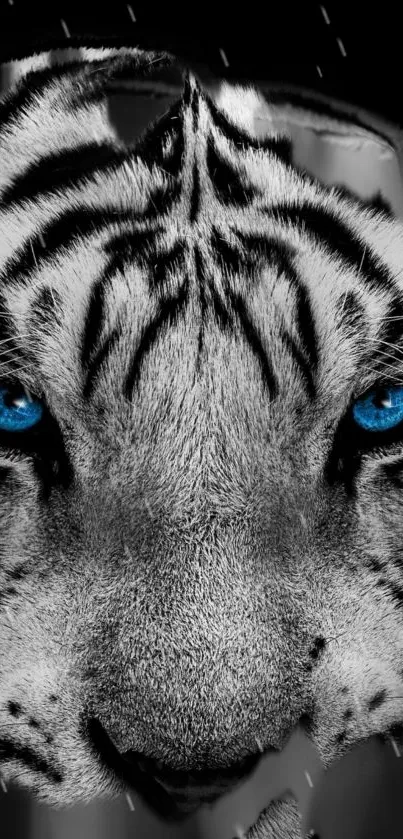 Fierce blue-eyed tiger in monochrome wallpaper.