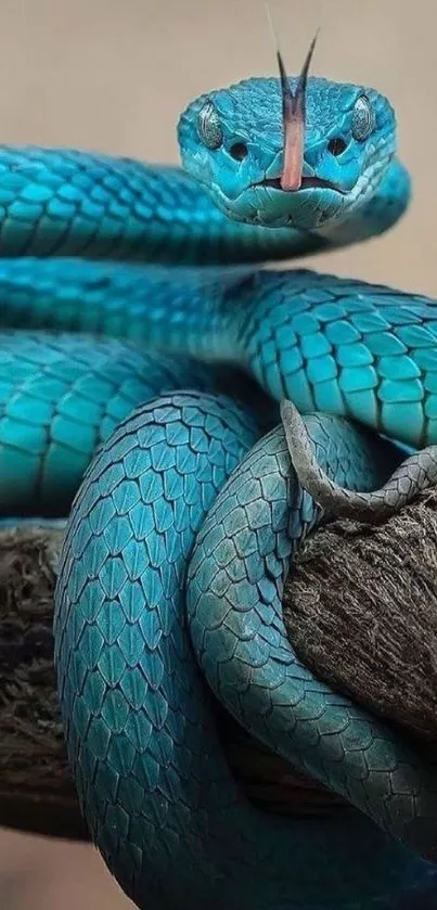 Vibrant blue snake coiled on a branch, showcasing detailed scales.