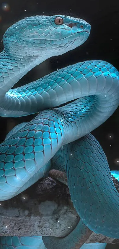 Stunning blue viper coiled with vibrant scales on a dark background.