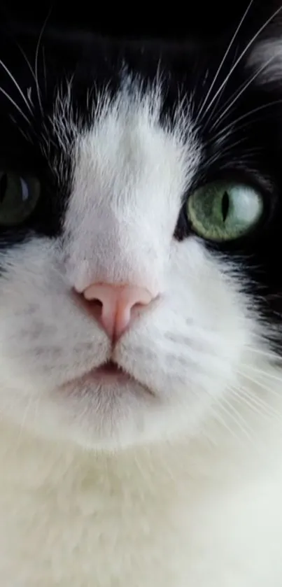 Close-up of a black and white cat with green eyes.