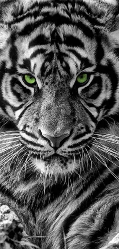 Black and white tiger with vivid green eyes on display.