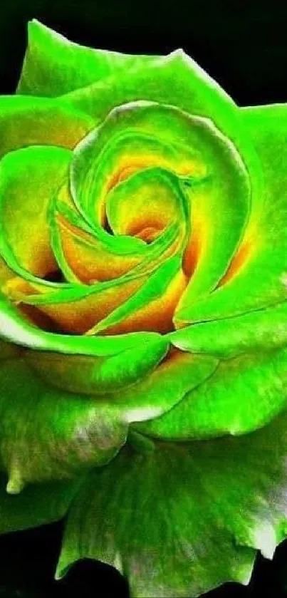 Vibrant green rose mobile wallpaper with a dark background.