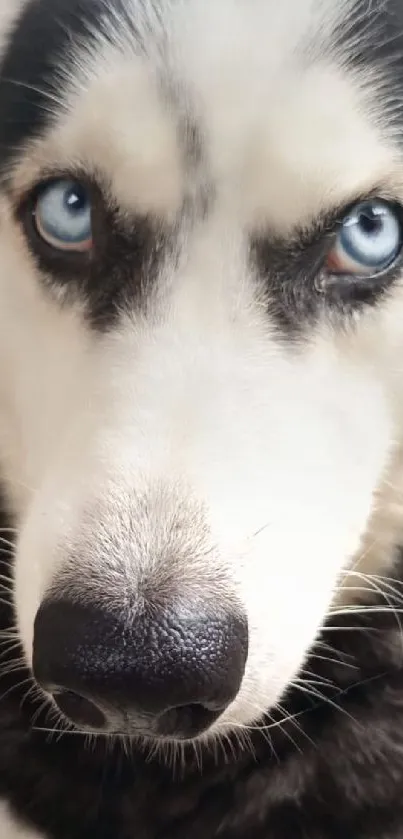 Close-up of a Siberian Husky with piercing blue eyes.