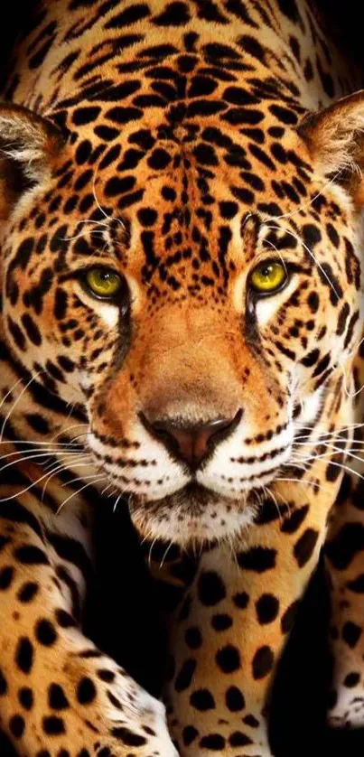 Close-up of a jaguar against a dark background.