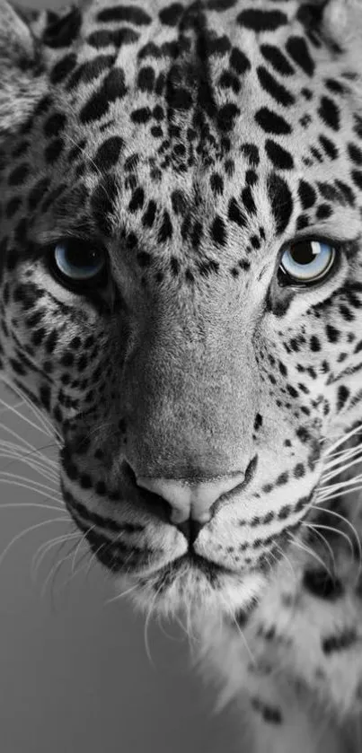 Black and white close-up of a leopard's face with piercing eyes.