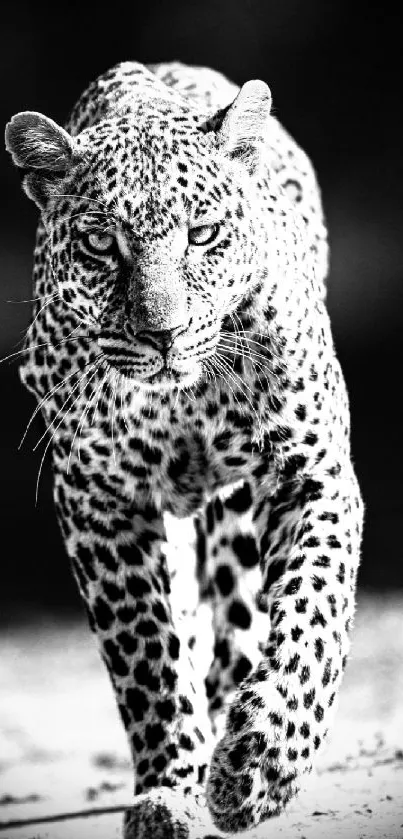 Black and white leopard walking on textured path.