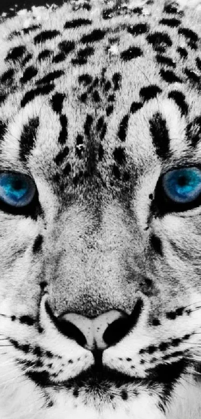 Striking image of a snow leopard with vivid blue eyes in monochrome style.