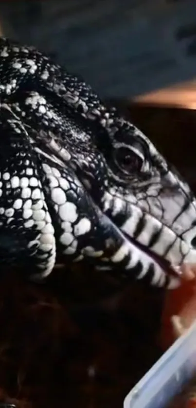 Close-up of a black and white reptile with detailed skin texture.